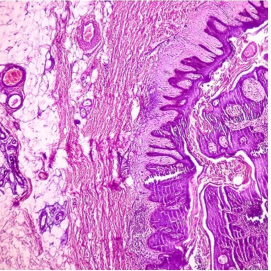 Dermatopathology: Masters of Pathology Series 2025 (Videos + PDF)_6a24fe2718c33.png